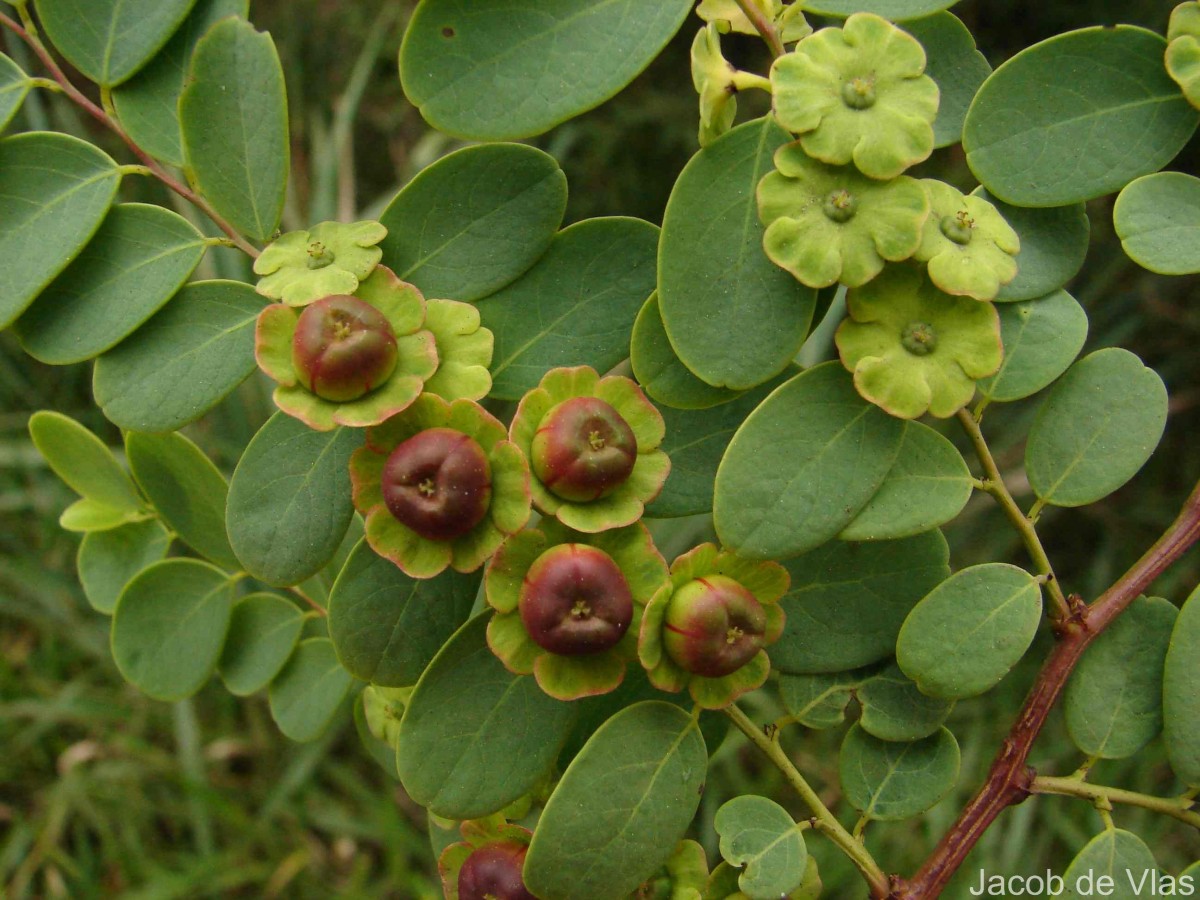 Phyllanthus retusus Dennst.
